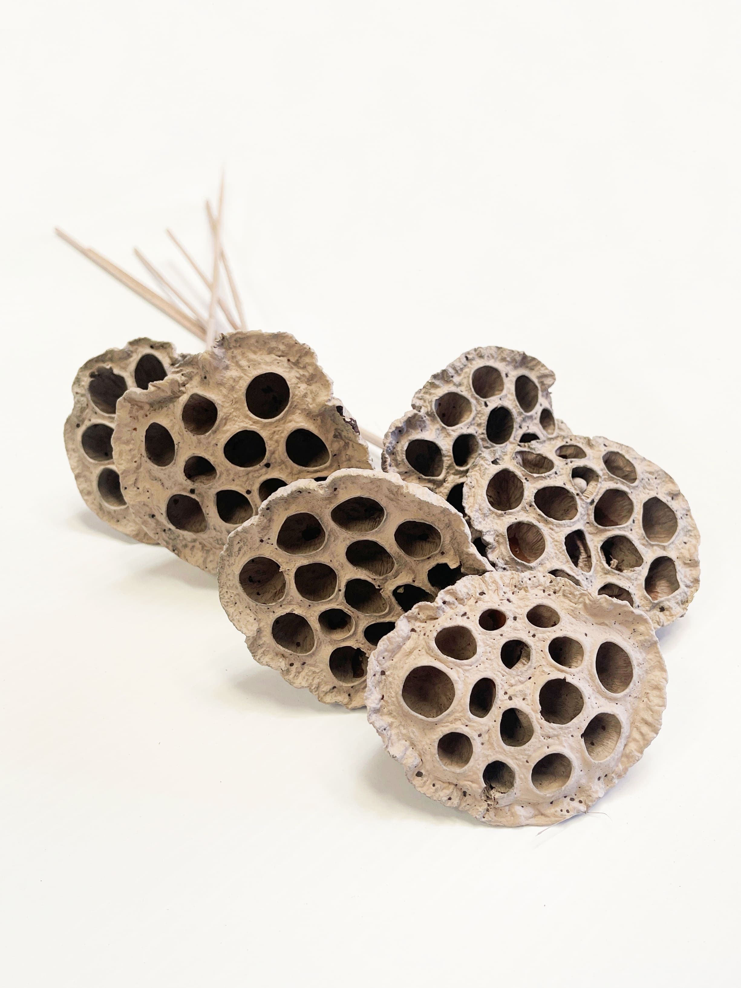 Lotus Pod Greystone