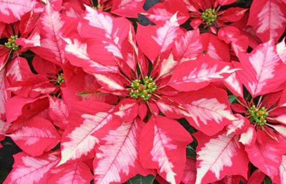 Poinsettia Ice Punch