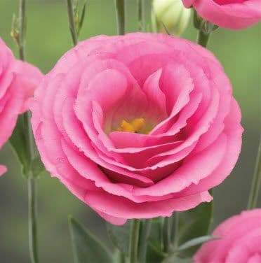 Lisianthus Lovlee Ruffled Pink