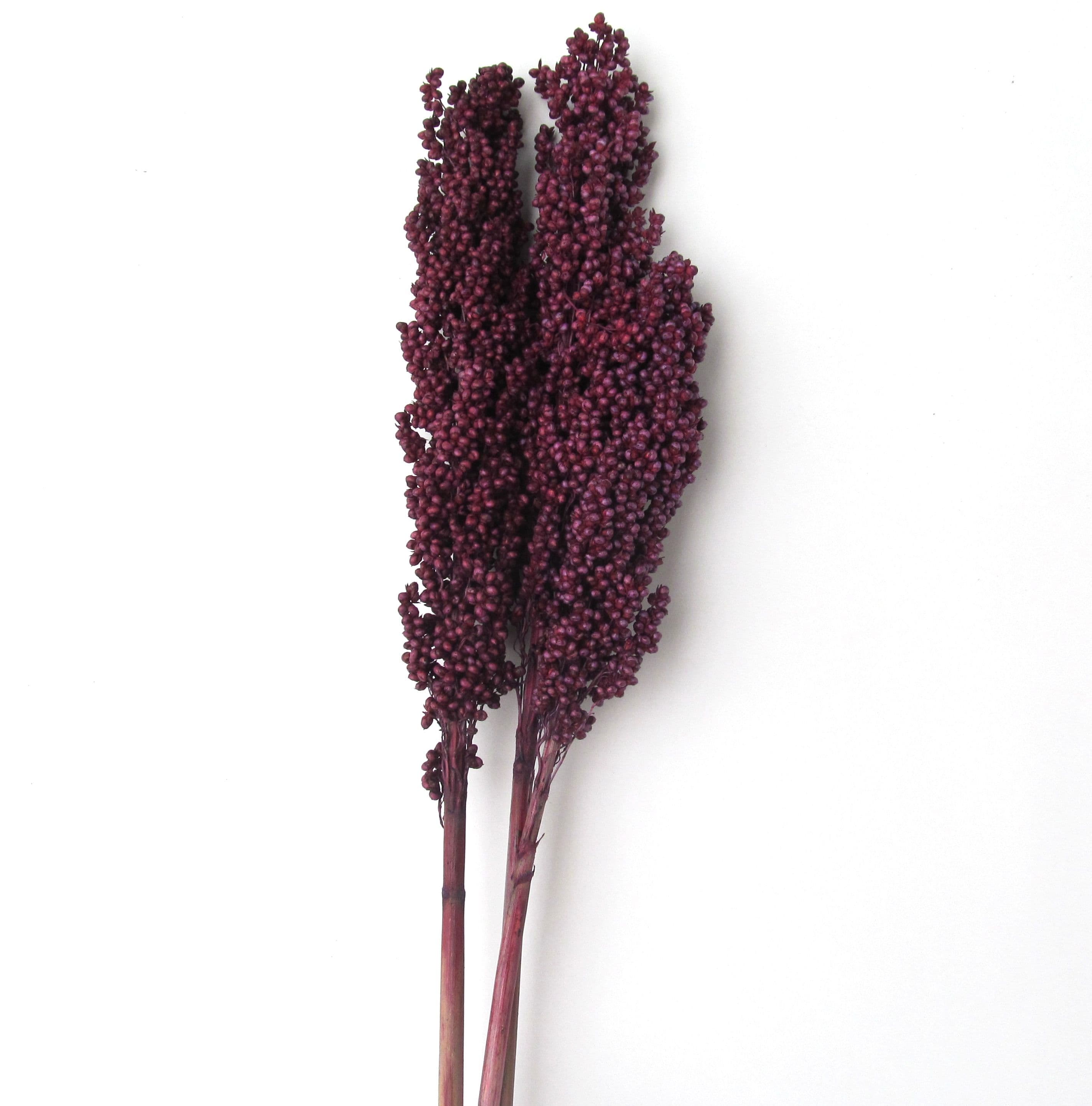 Milo Berries Plum 28"