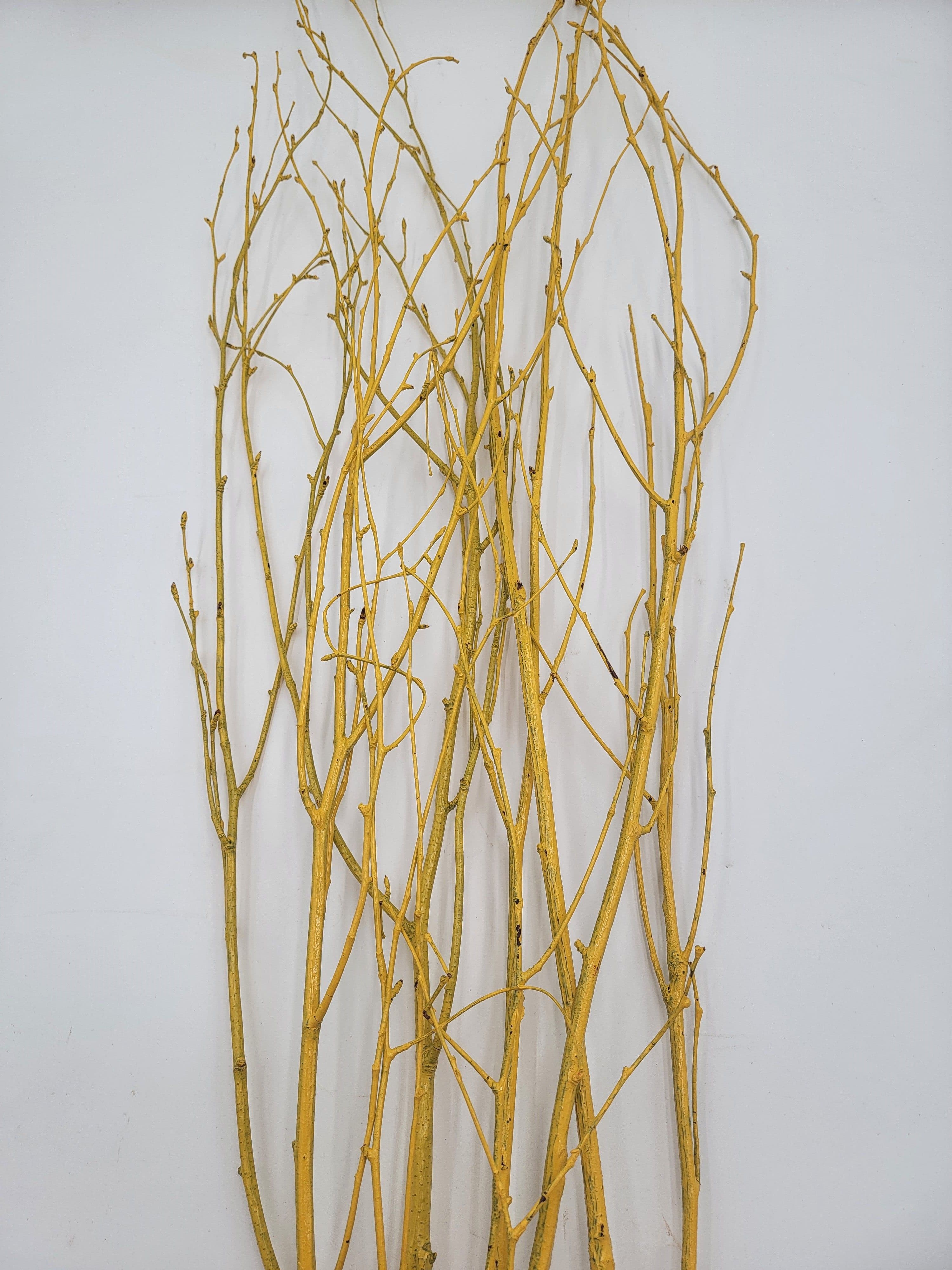 Birch Large Painted Yellow 40"-48"