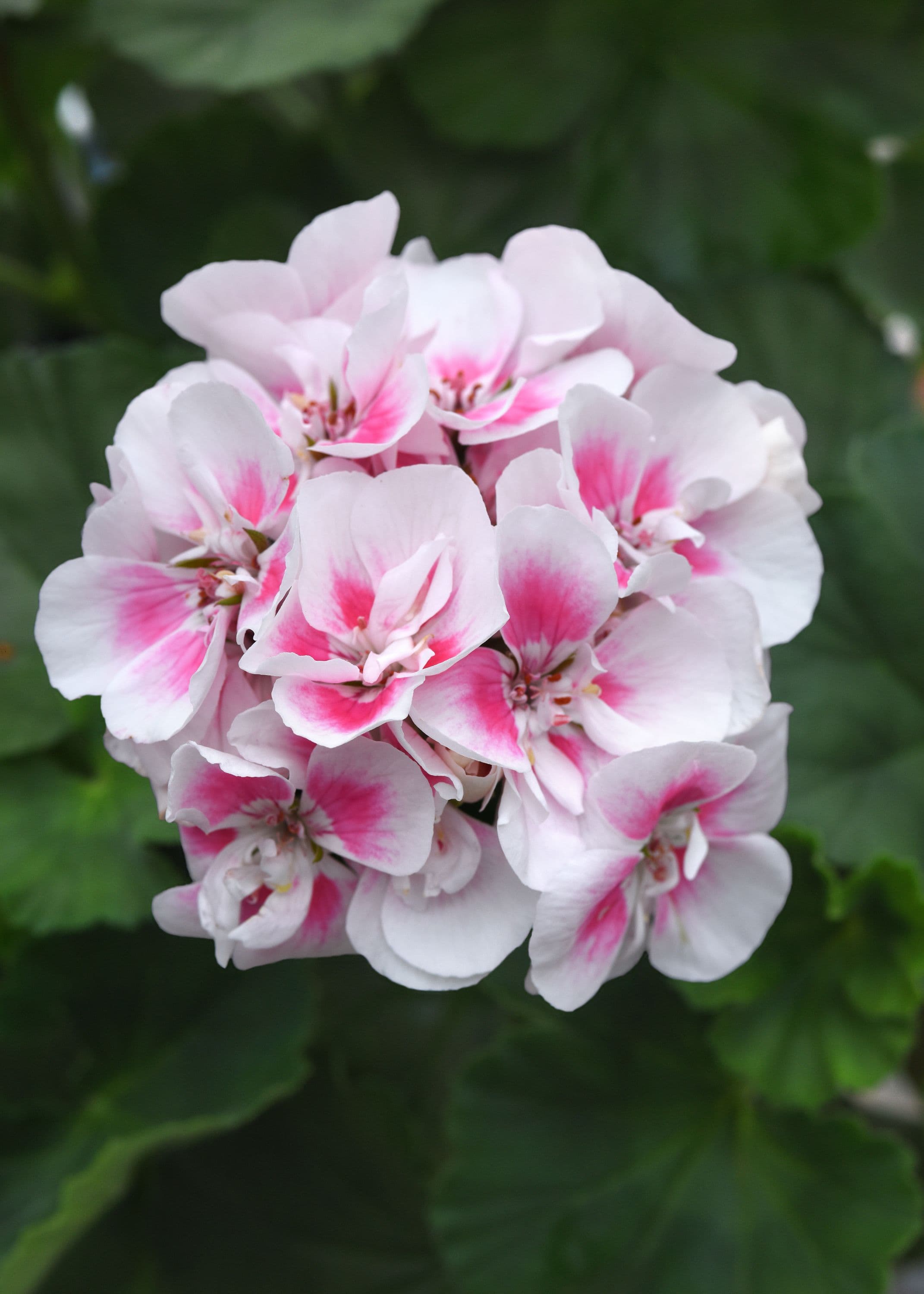 Geranium Fantasia White Sizzle