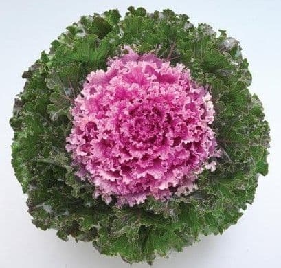 Kale Crystal Pink