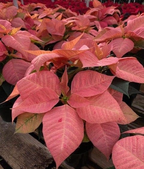 Poinsettia Candy Cinnamon