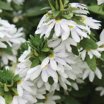 Scaevola Scampi White