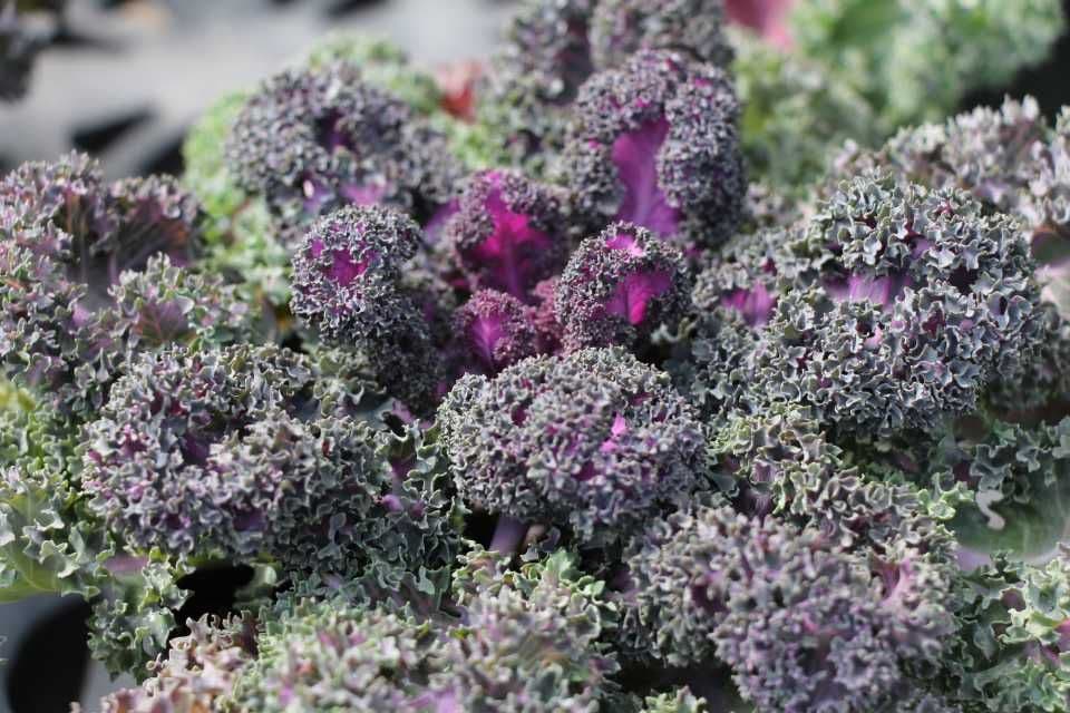 Kale Yokohama Red