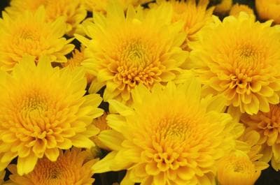 Mum Yellow