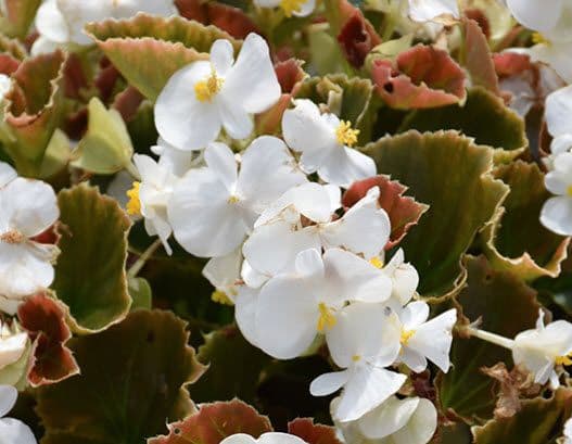 Begonia Cocktail Whiskey White