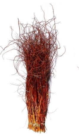 Curly Willow Medium Copper Red 52"-60"