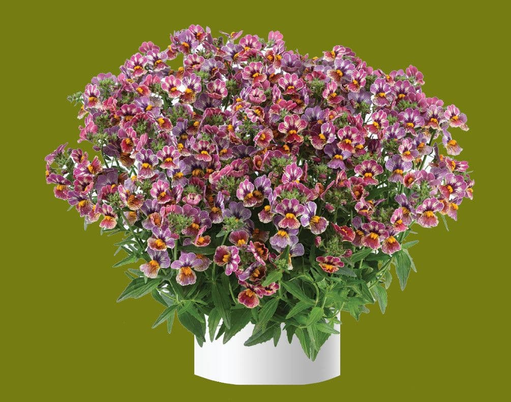 Nemesia Nesia Tutti Fruitti