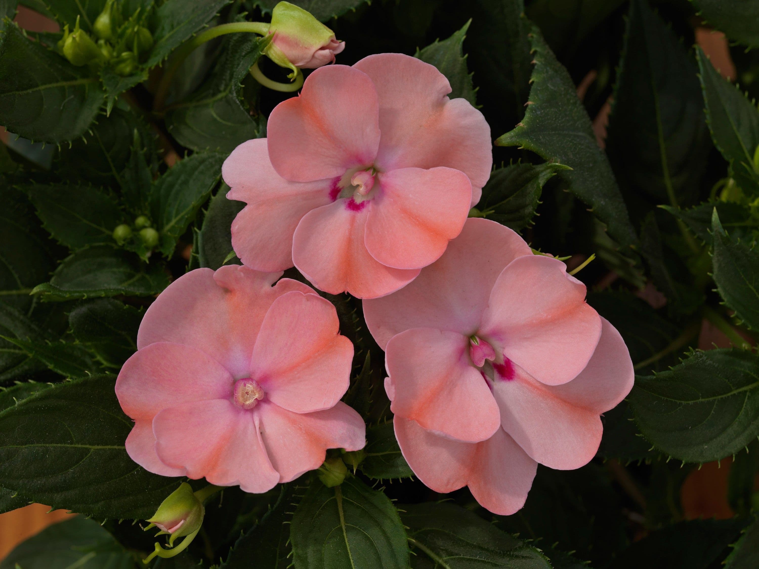 Impatiens Sun Comp Blush Pink