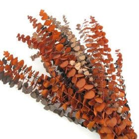 Eucalyptus Preserved Fall Mix