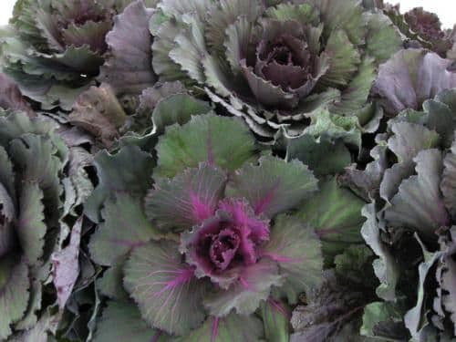 Cabbage Osaka Red
