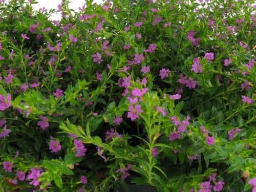 Cuphea Mexican Heather Lavender