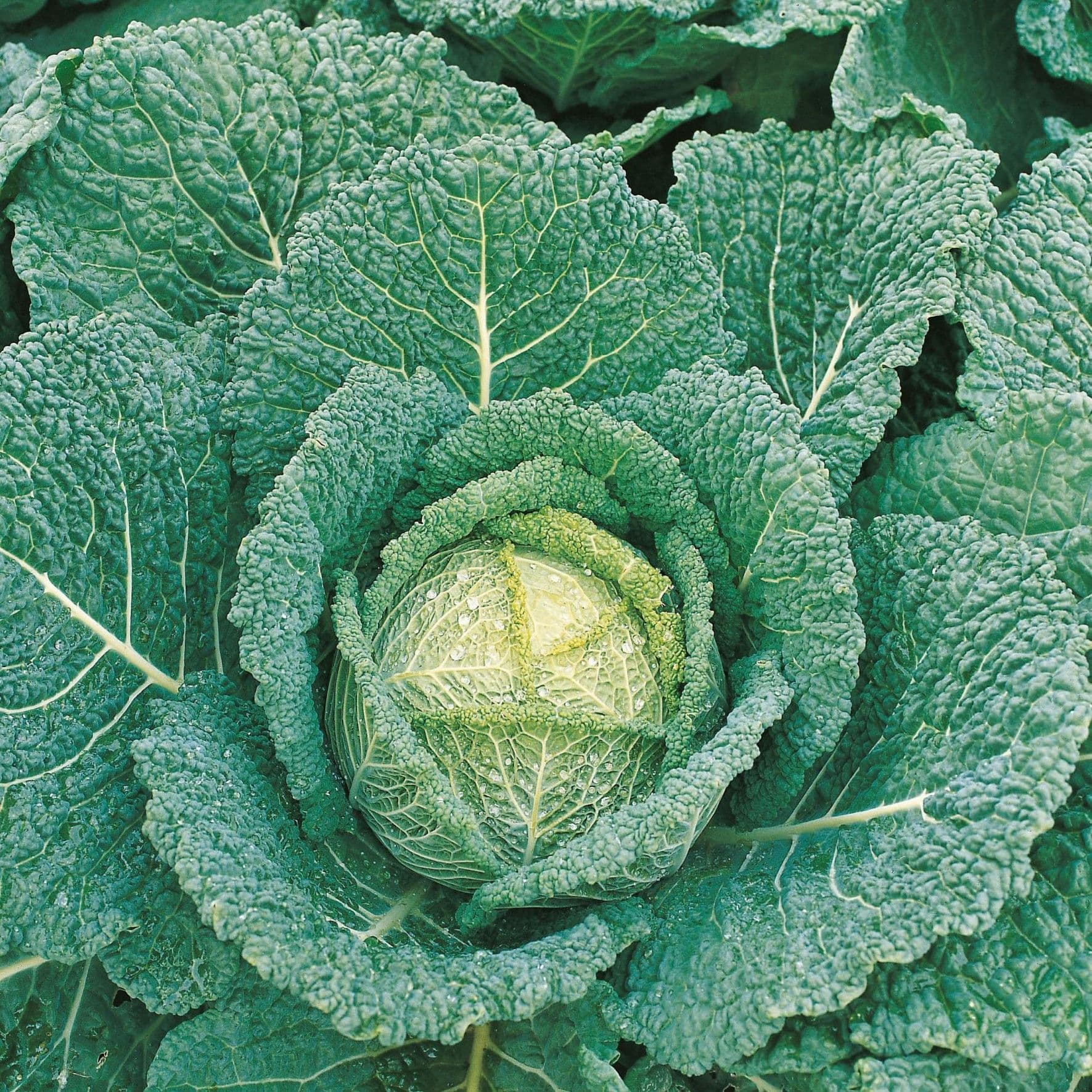 Cabbage Clarissa