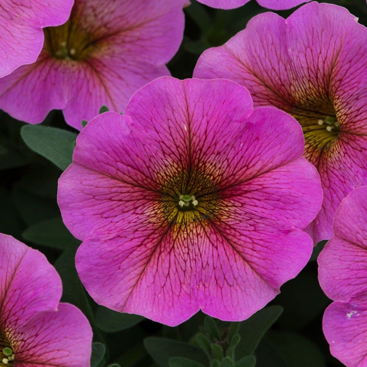 Petchoa SuperCal Premium Sunray Pink