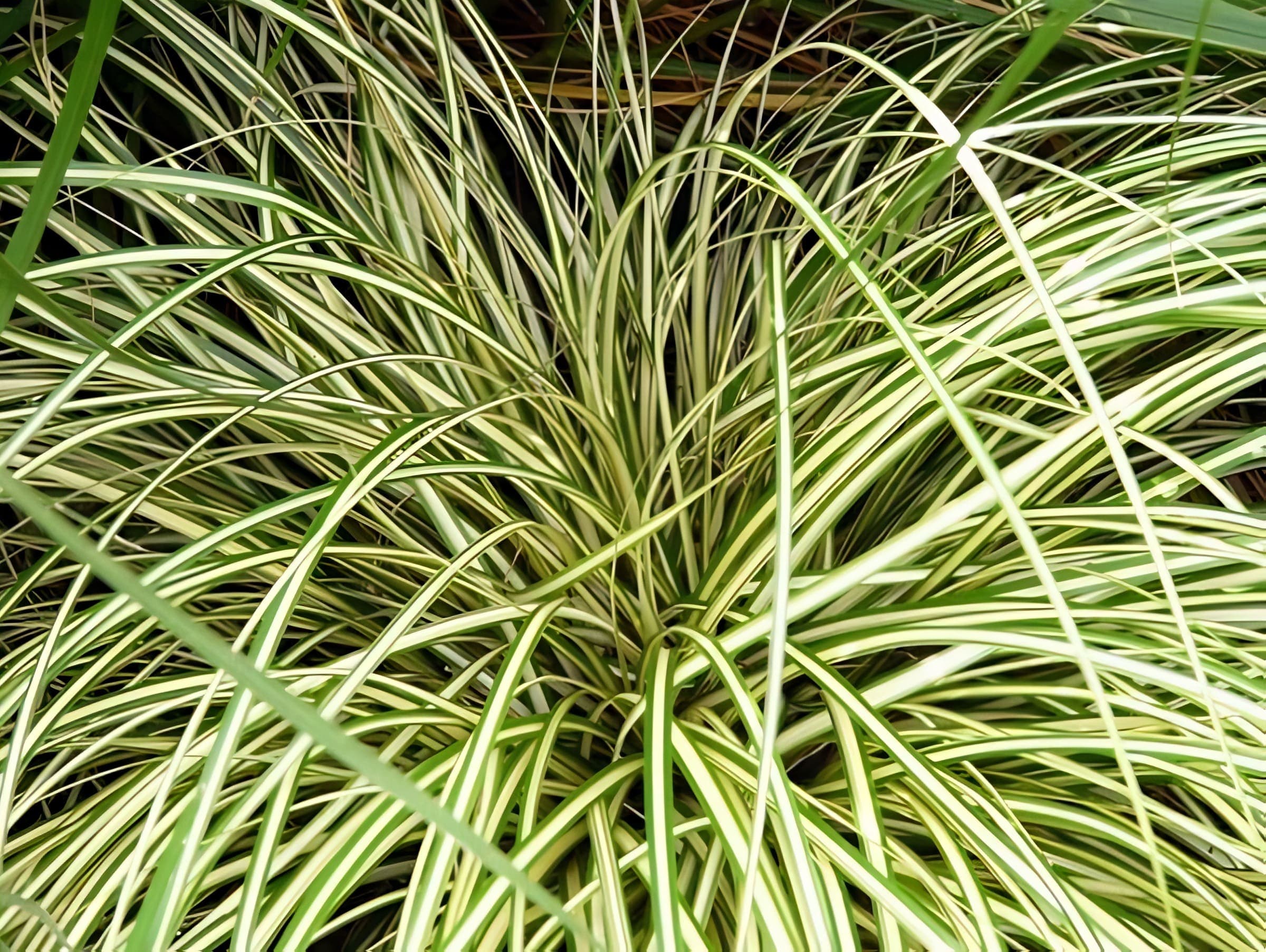 Carex O'Shea Evergold