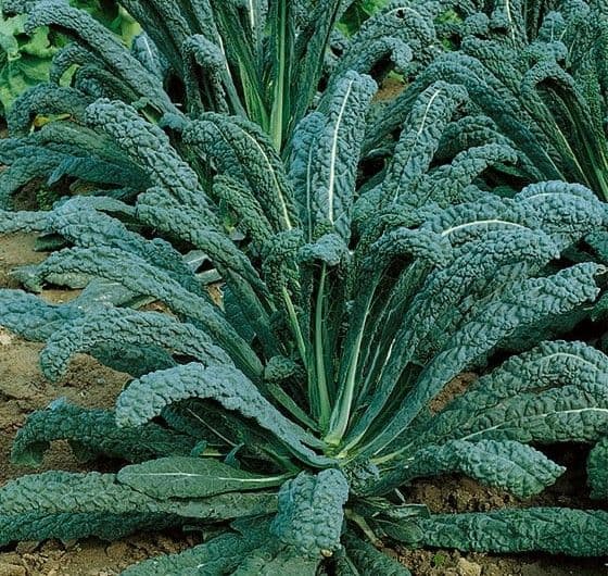 Kale Nero di Toscano