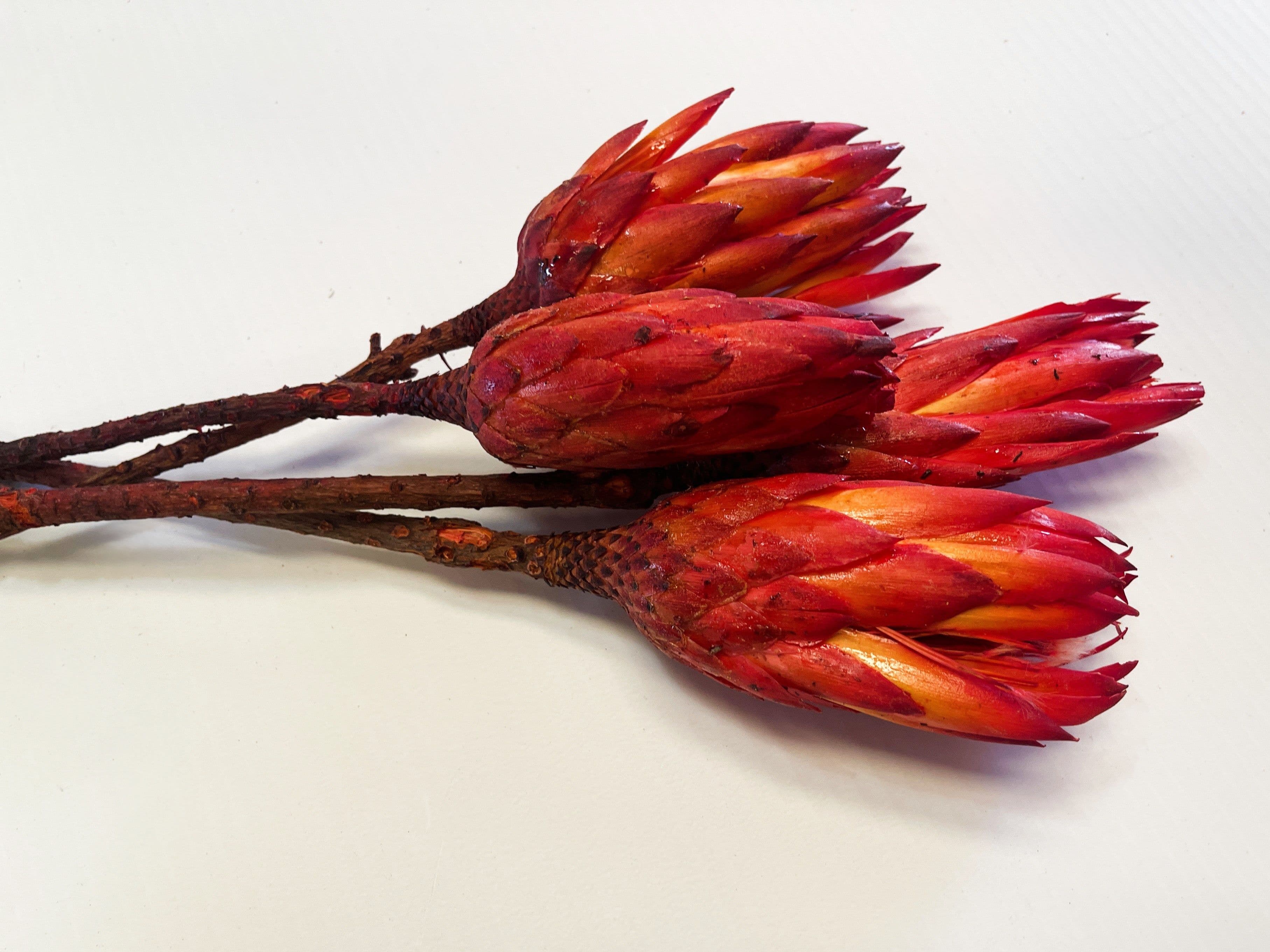 Protea Repens Dried Red 15"
