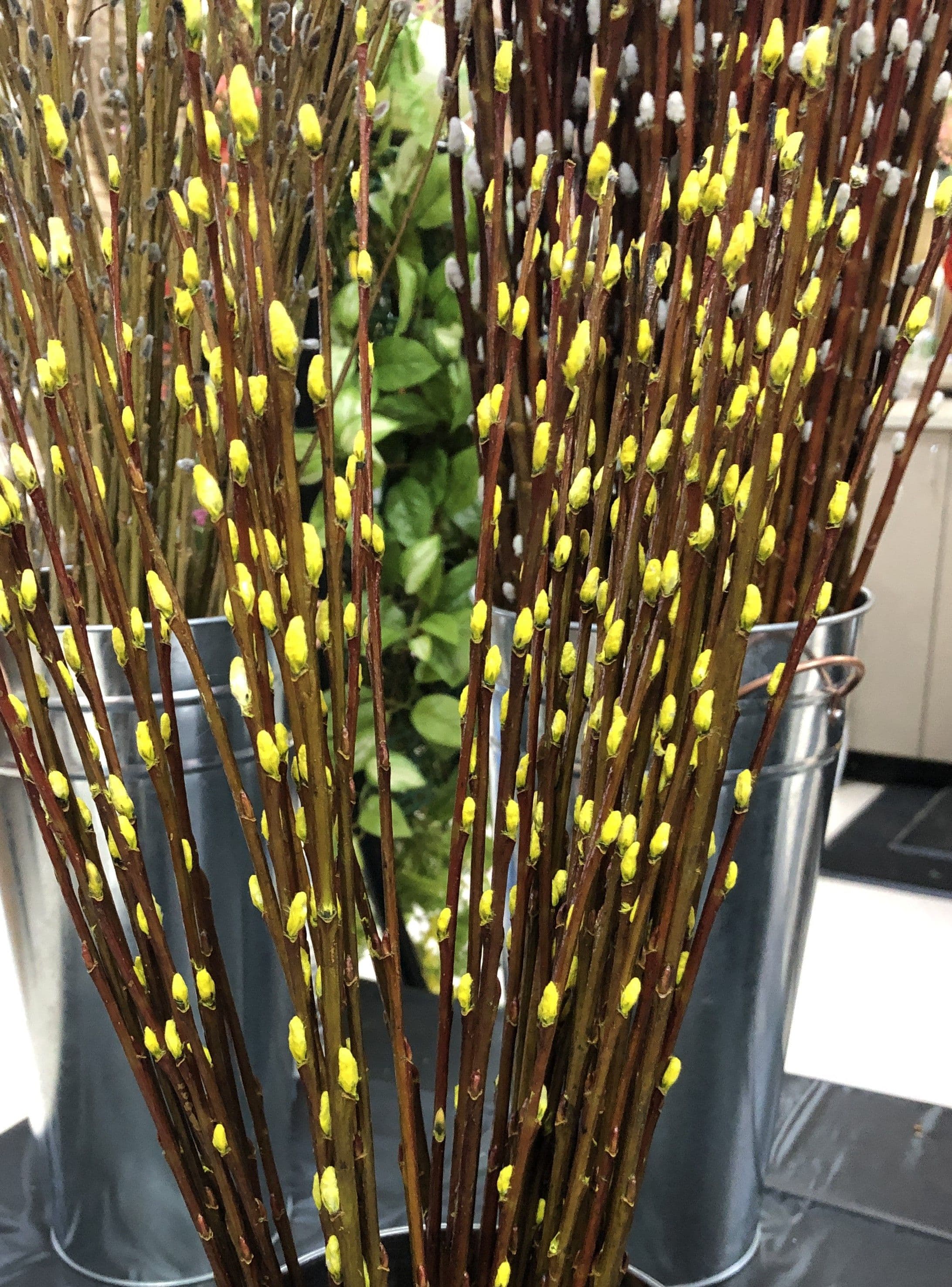 Pussy Willow Tint 36" - Yellow