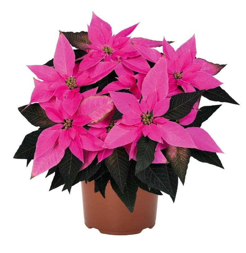 Poinsettia J’Adore Dark Pink