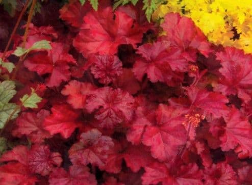Heuchera Fire Chief