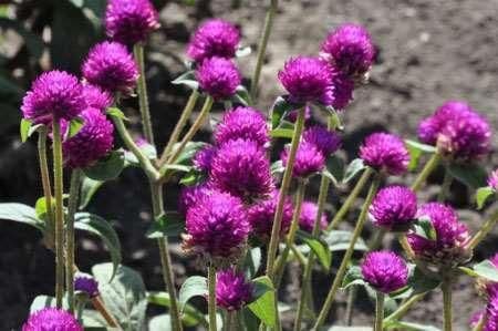 Gomphrena Las Vegas Purple