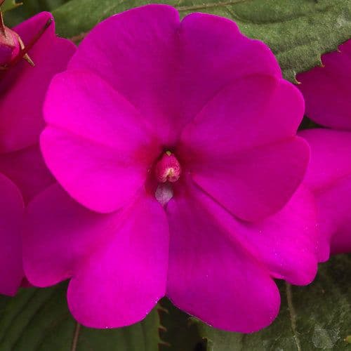 Impatiens Sun Comp Purple
