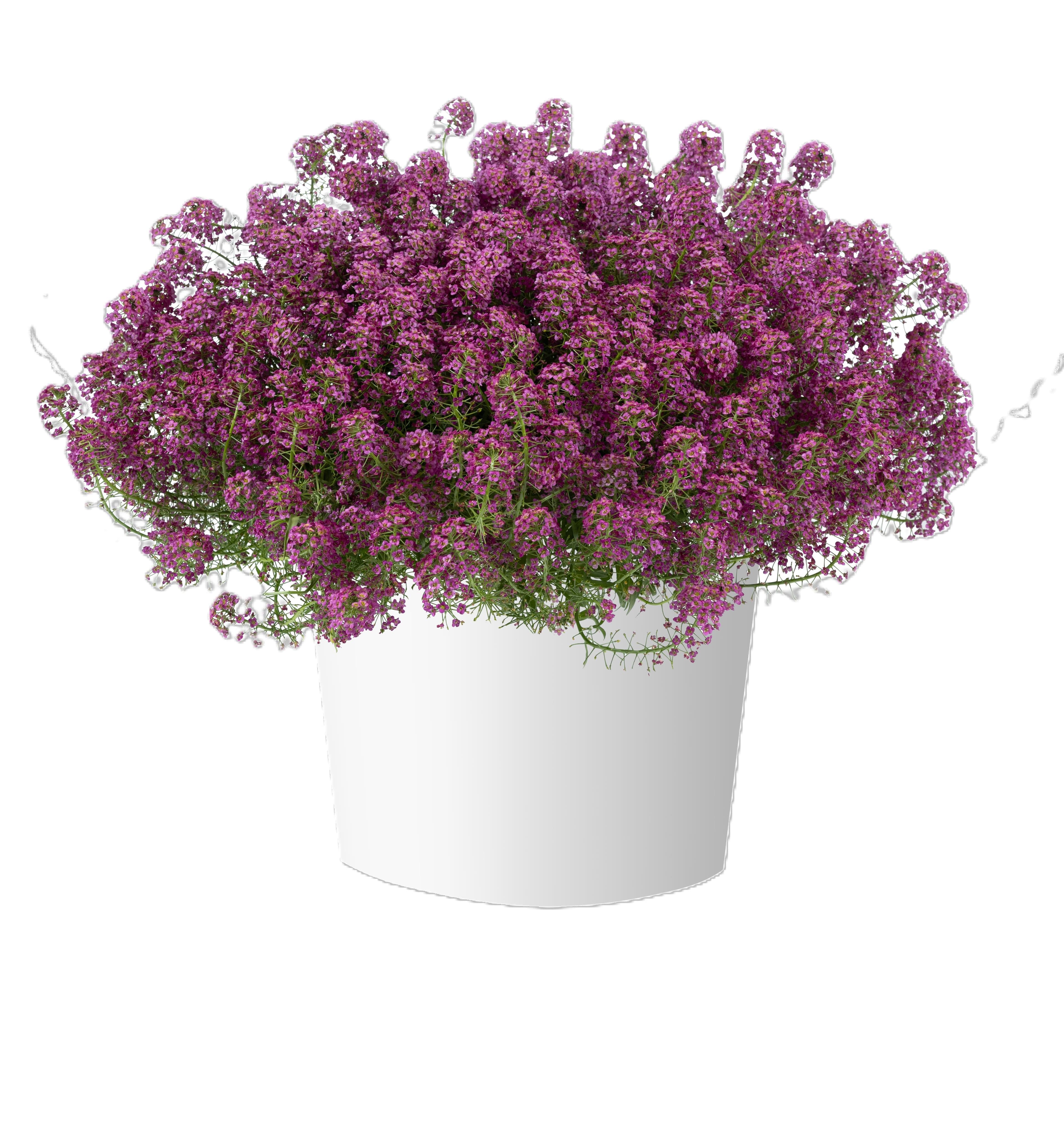 Lobularia Stream Raspberry
