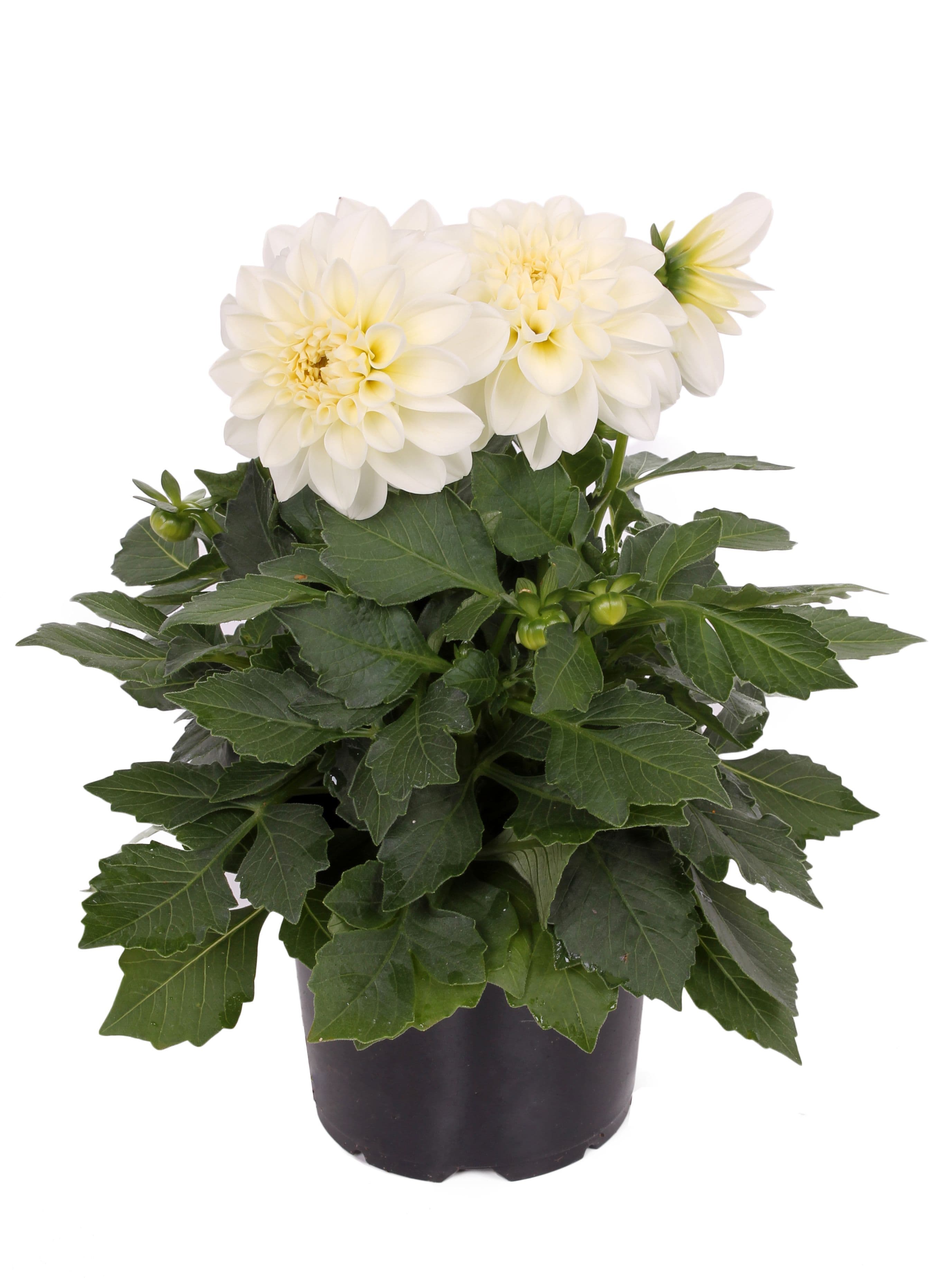Dahlia Labella Grande White