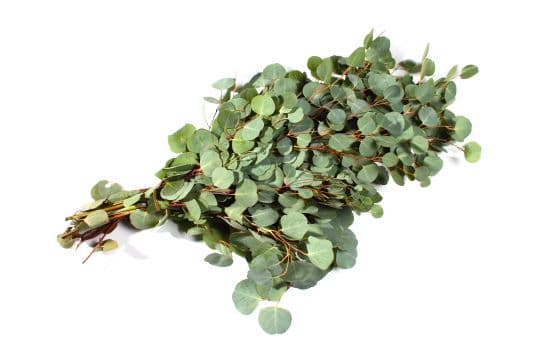 Eucalyptus Silver Dollar Bunch