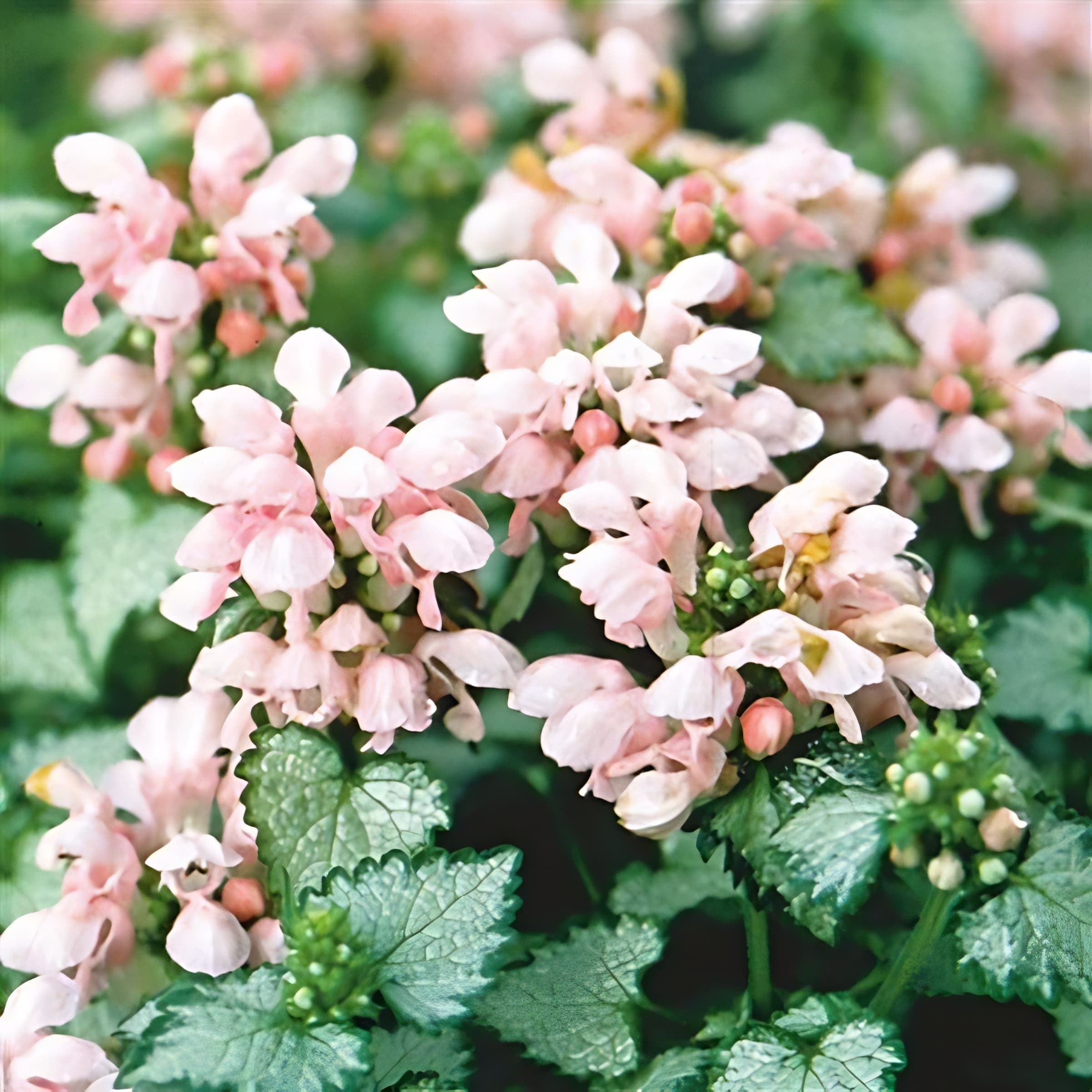 Lamium Pink Pewter
