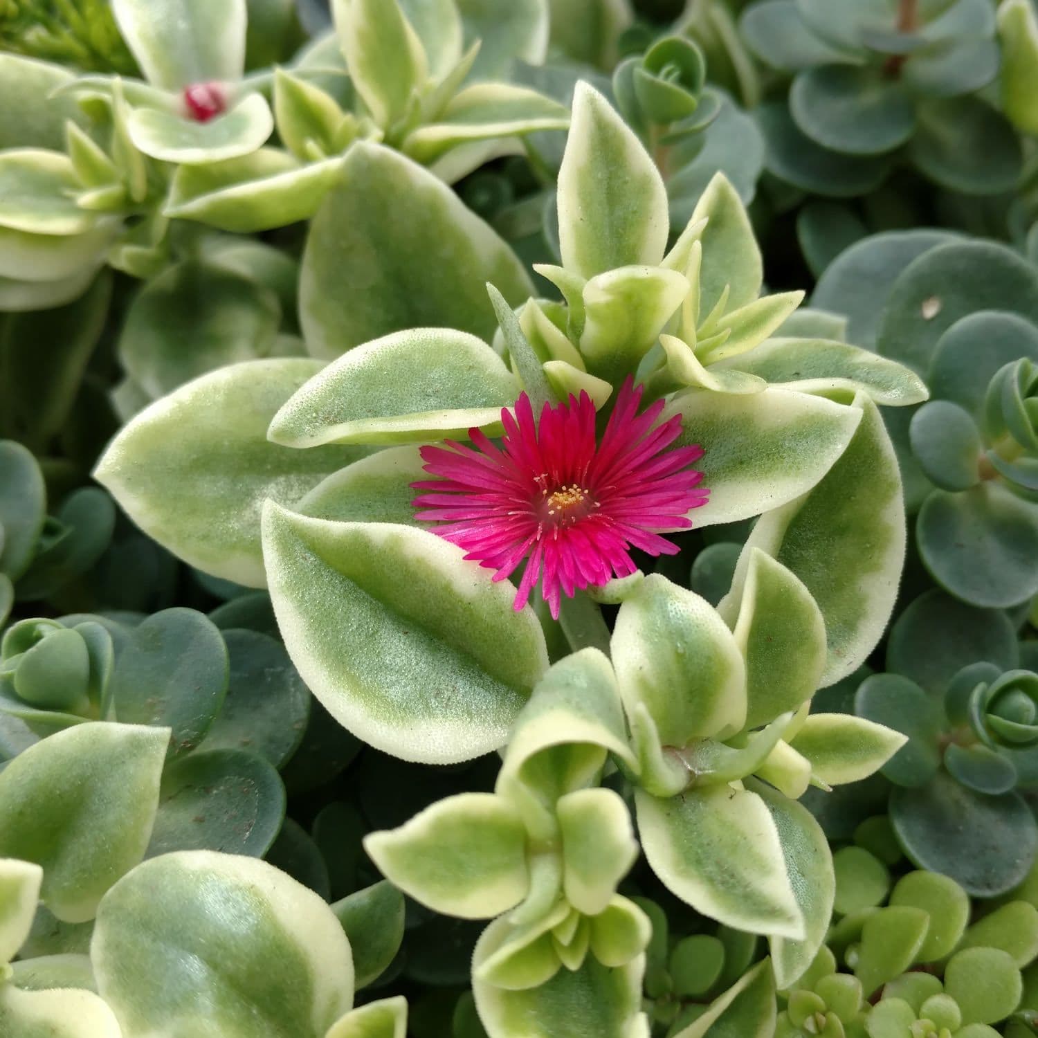 Dorotheanthus Mezoo Trailing Red