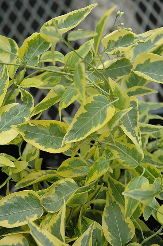 Solanum Brazilian Jasmine