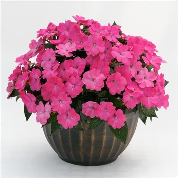 Impatiens Sun Comp Hot Pink