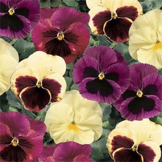 Pansy Delta Apple Cider Mix