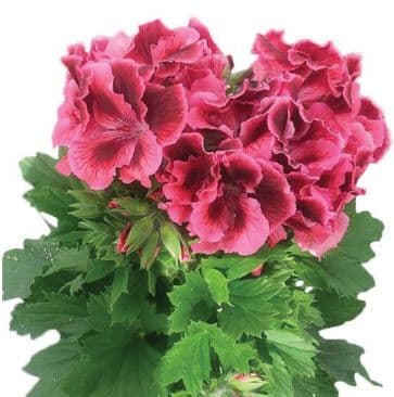 Geranium Regal Kate