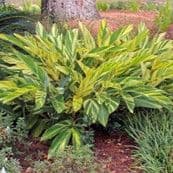 Variegated Shell Ginger