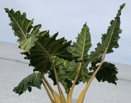 Alocasia Golden Dragon