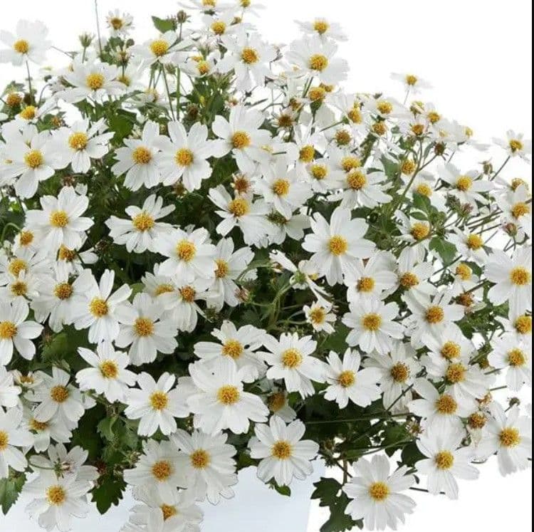 Bidens White Delight