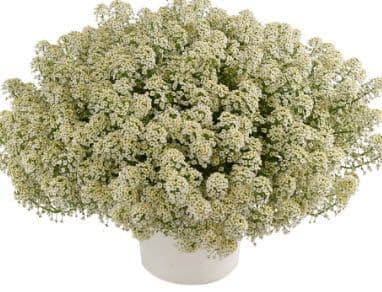 Lobularia Stream Champagne