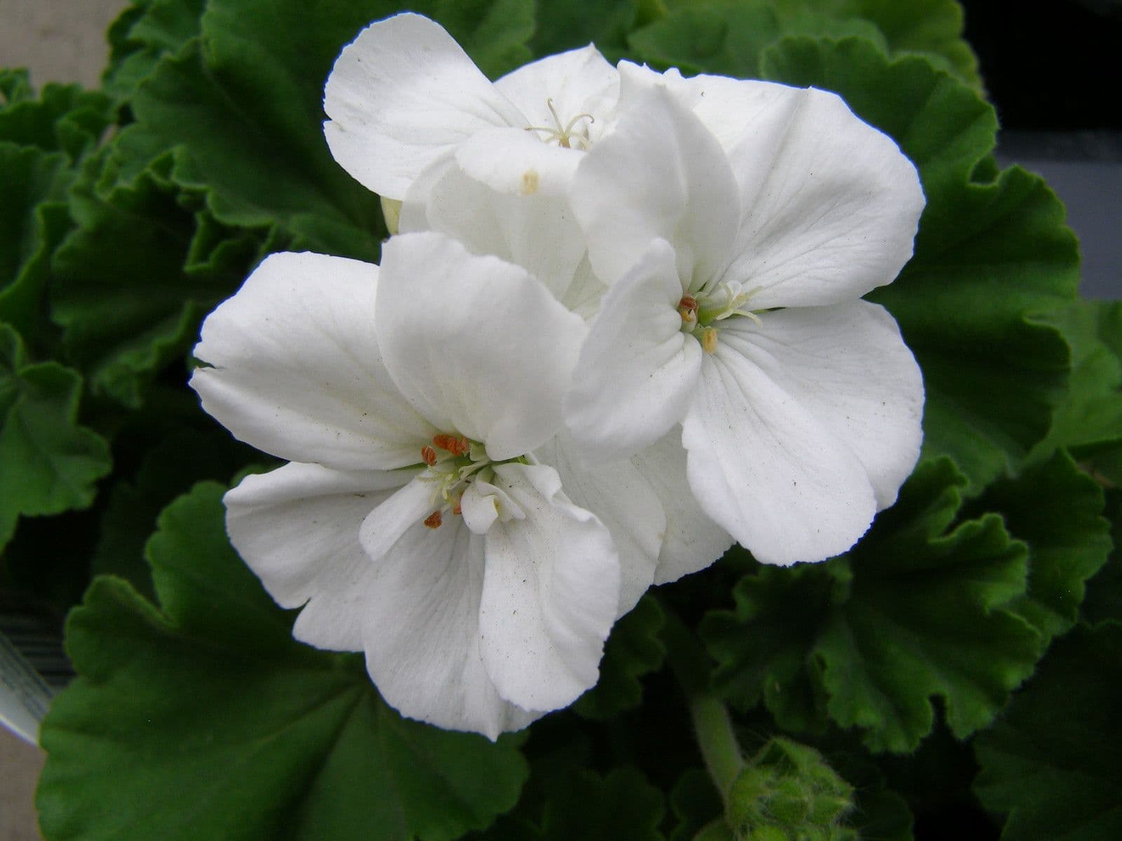 Geranium Americana White