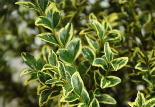 Boxwood English Variegated Bunch