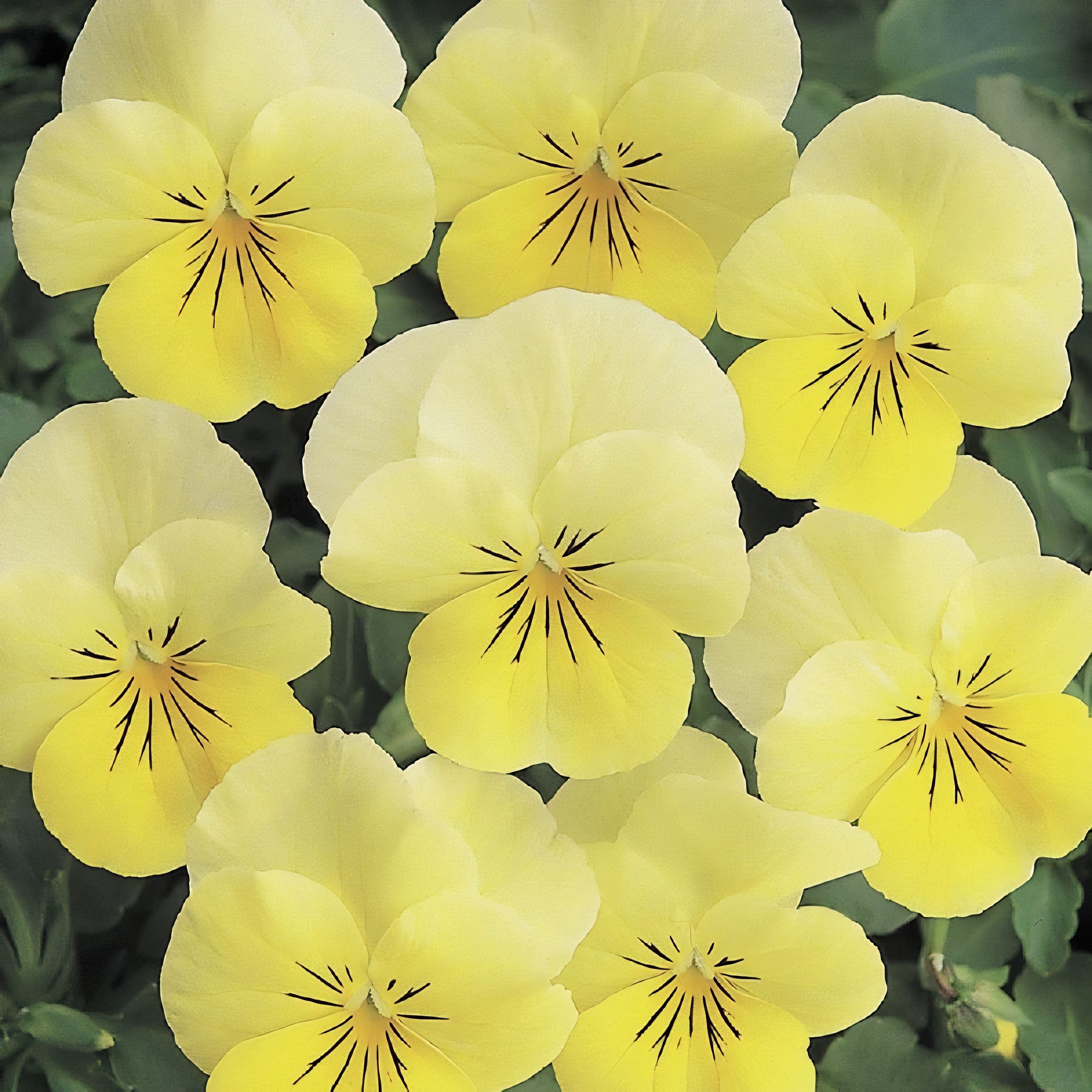 Viola Sorbet Lemon Chiffon