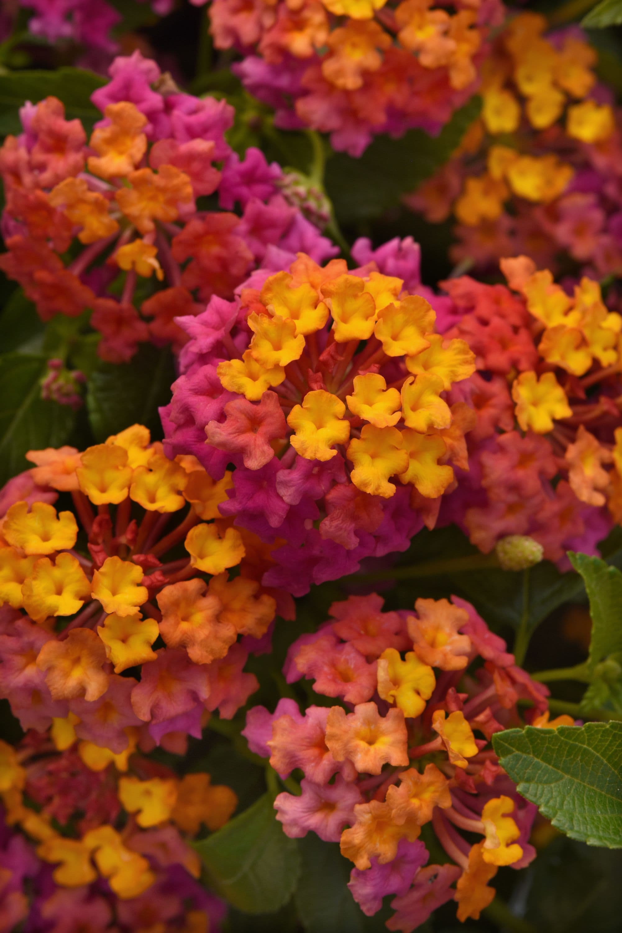 Lantana PassionFruit