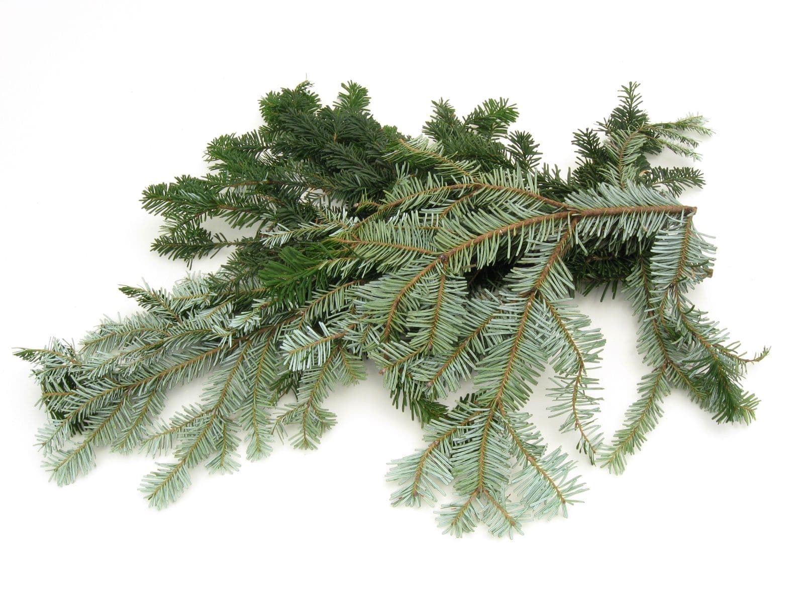 Silver Fir Bale