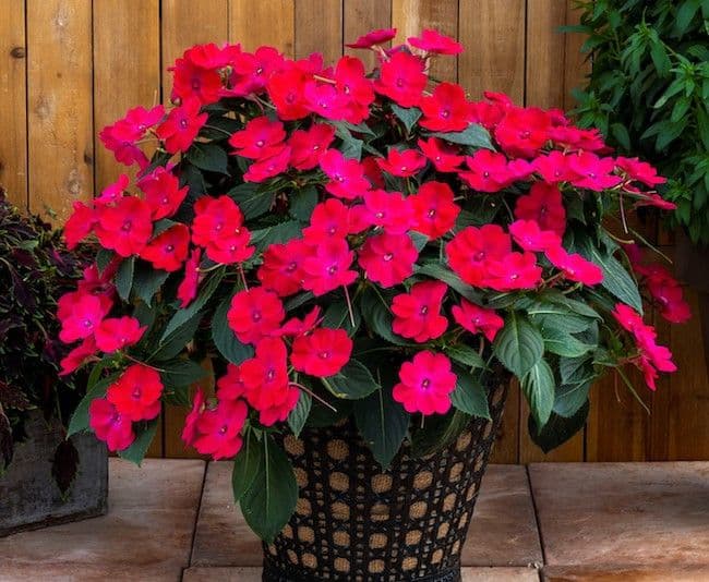 Impatiens Sun Comp Rose Glow