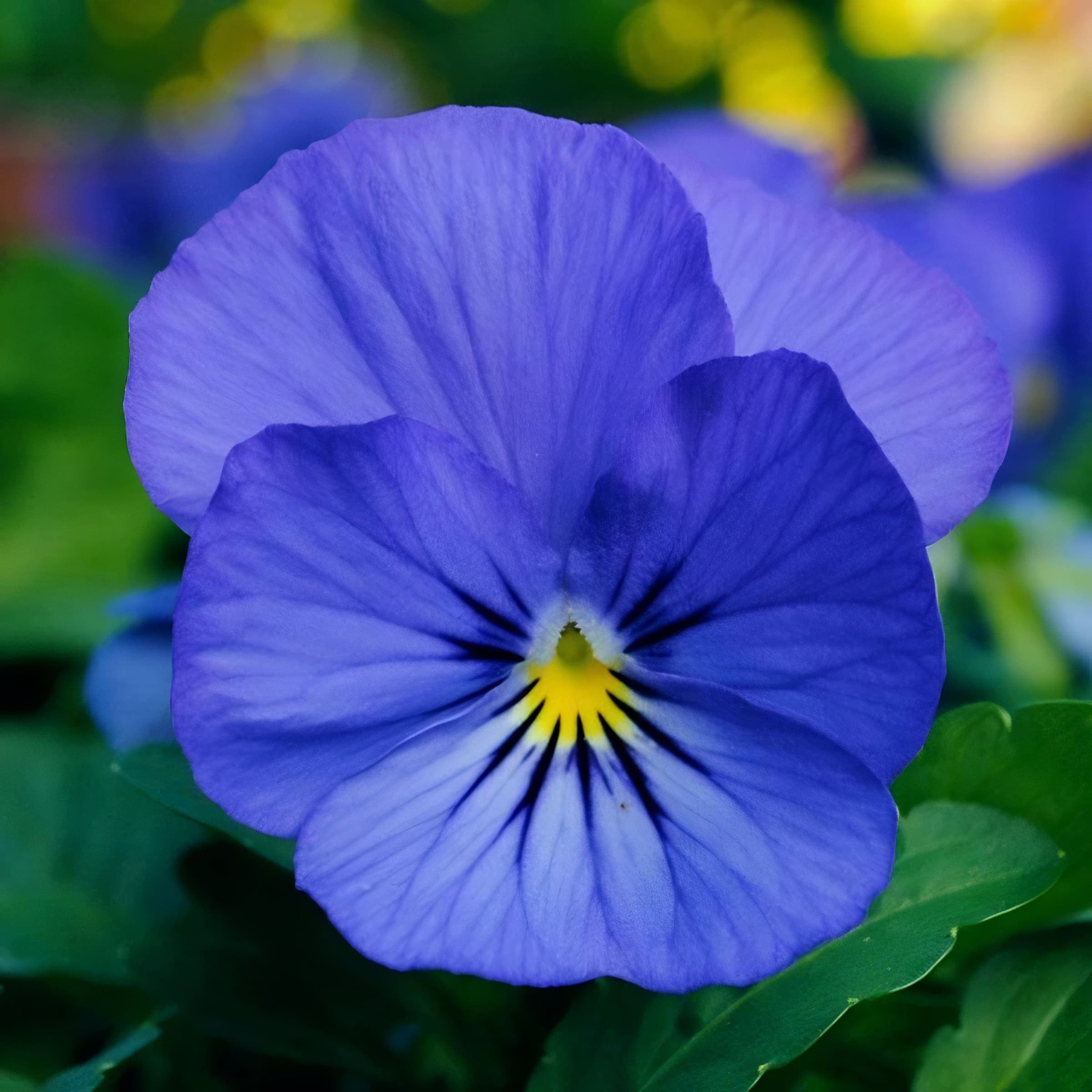 Viola Sorbet XP True Blue