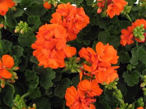 Geranium Patriot Orange