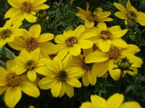 Bidens Sun Drop